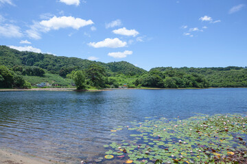 スイレンの花咲く池の風景 鳥取県 多鯰ヶ池
