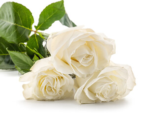 Fresh rose flowers isolated on white background, closeup