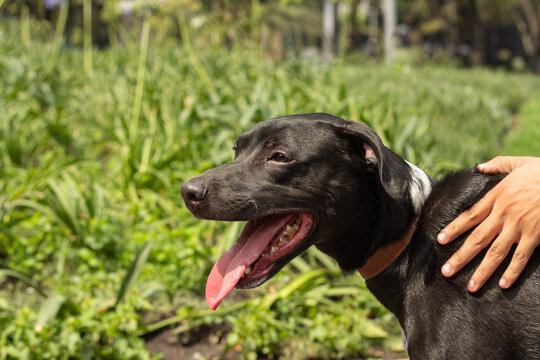 Perro negro bajo el sol con hocico abierto sacando la lengua con pasto de foto y mano acariciando 