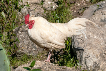 Wild rooster in a city park, Lisbon, Portugal
