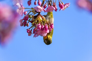満開の河津桜の蜜を吸うメジロ