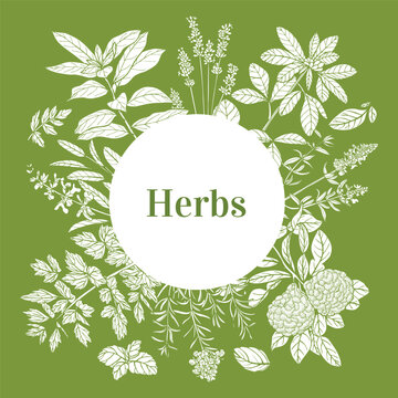 Round Template with Herbs in Hand-Drawn Style