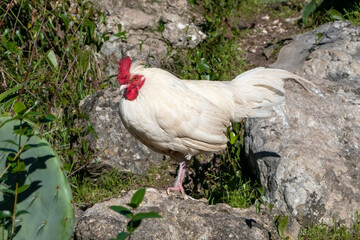 Wild rooster in a city park, Lisbon, Portugal