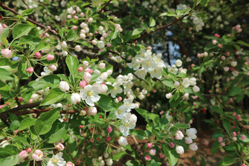 The apple blossoms in full bloom are in full bloom.
