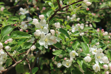 The apple blossoms in full bloom are in full bloom.
