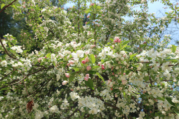 The apple blossoms in full bloom are in full bloom.
