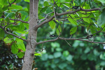 some bird on a tree
