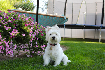 West Highland White Terrier