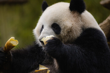 Obraz premium Panda eating shoots of bamboo. Rare and endangered black and white bear.