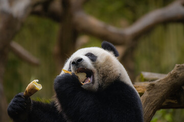 Giant Panda, an endangered species, in the woods eating bamboo