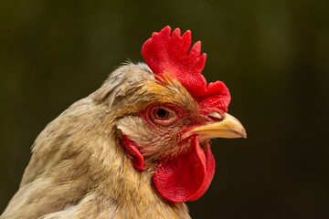 Gallina doméstica (Gallus gallus domesticus) Blanca