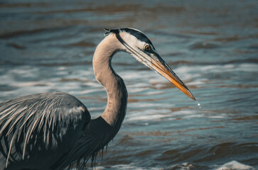 Herons in Nature