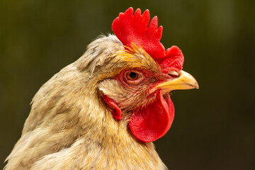 Gallina doméstica (Gallus gallus domesticus) Blanca