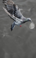 Pigeon