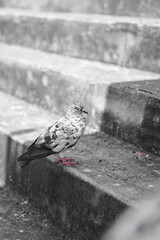 Pigeon