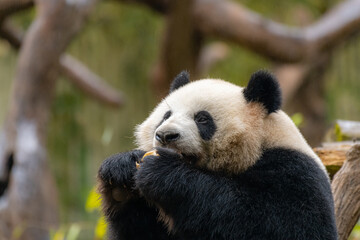 Obraz premium Giant panda eating bamboo in Guangzhou zoo, Wild Animals.