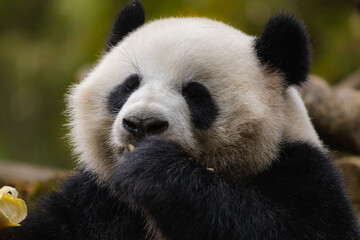 Giant panda bear (Ailuropoda Melanoleuca) eating in close up, China