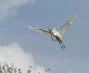 Great Egret (Ardea alba) Building Nest, Texas
