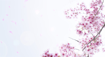 Fototapeta na wymiar 花びら散る満開の桜の背景　入学・卒業・入社・新生活・春のイメージ背景