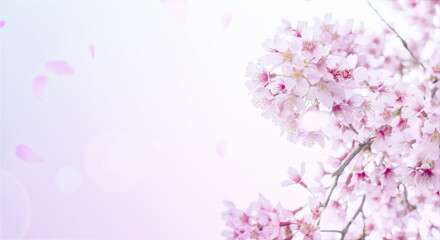 Obraz na płótnie Canvas 花びら散る満開の桜の背景　入学・卒業・入社・新生活・春のイメージ背景