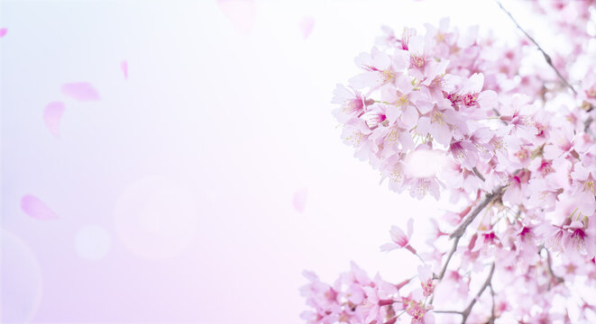 花びら散る満開の桜の背景　入学・卒業・入社・新生活・春のイメージ背景