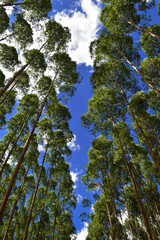 Eucalyptus Forest Wood Plantation Trees