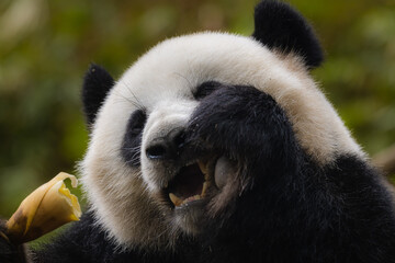 Portrait of Giant Panda feeding on bamboo tree in nature habitat.