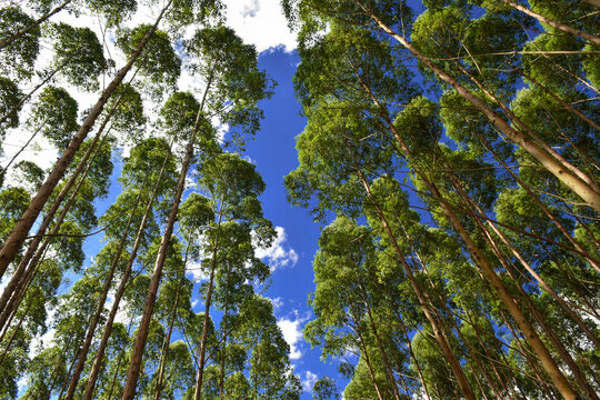Eucalyptus Forest Wood Plantation Trees