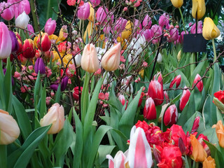 blooming colorful spring tulips in the garden, natural background