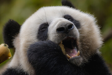 Panda Bear Enjoying/Eating Bamboo, Bifengxia Panda Reserve in Ya'an - Sichuan Province, China....