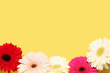 Beautiful gerbera flowers on yellow background