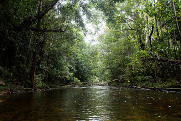 Fototapeta na wymiar Im Amazonas Regenwald mit typischer Flora