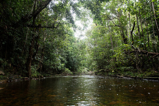 Im Amazonas Regenwald mit typischer Flora