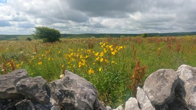 Burren wild flowers, early summer and the landscape is a riot of vibrant colours, nature at its best