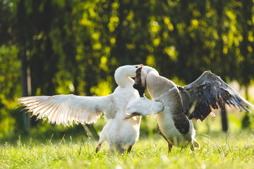 Couple fighting geese on the farm, two geese have a fierce battle on the grass of farm in Thailand, white geese on the green grass opened the wings attacking the lifting