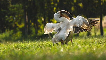 Couple fighting geese on the farm, two geese have a fierce battle on the grass of farm in Thailand,...