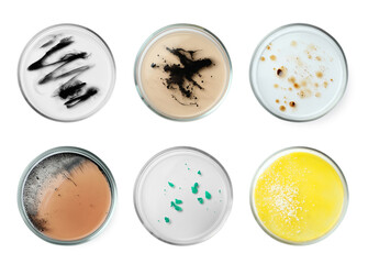 Set of Petri dishes with different culture samples on white background, top view