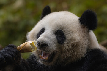 Obraz premium Panda has lunch, Giant Panda Breeding Research Base (Xiongmao Jidi), Chengdu, China, copy space for text, wallpaper
