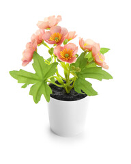 Pot with beautiful blooming plant isolated on white background