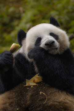 In this delightful image, a giant panda is seen feasting on a stalk of fresh bamboo while relaxing in its zoo habitat.