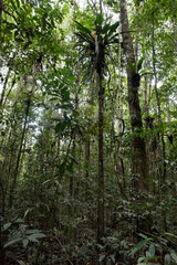 Blätterdach des Tropischen Regenwalds Amazonas