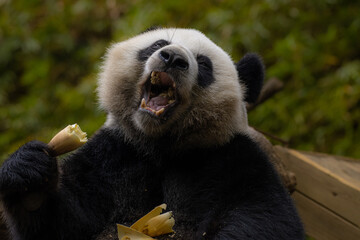 Portrait of Giant Panda feeding on bamboo tree in nature habitat.