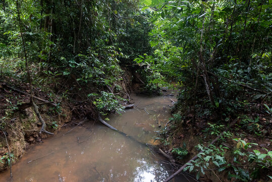 Fliessendes Wasser im Amazonas Regenwald