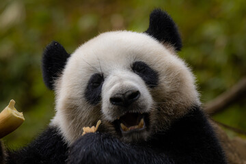 Obraz premium Panda eating bamboo roots in China