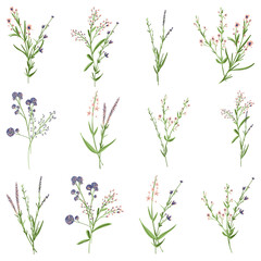 Fototapeta na wymiar Big set botanical small flower elements. Branches, leaves, herbs, plants, wildflowers. Garden, meadow, field floral collection leaf, branches. Blossom bouquets vector illustration isolated on white
