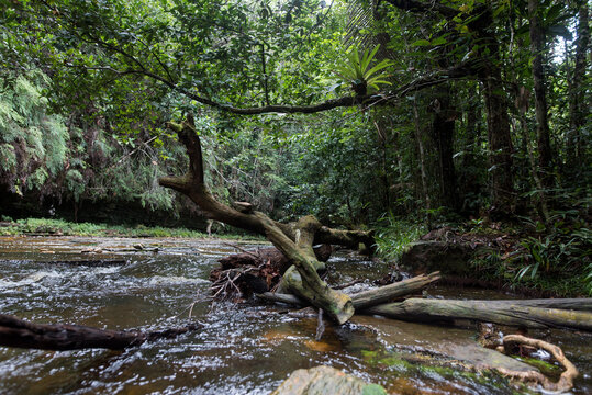 Baumstamm im Flussbett im Amazonas Regenwald