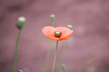 初夏の美しいヒナゲシの花