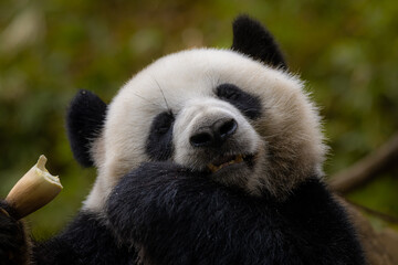 Fototapeta na wymiar Giant panda eats bamboo outdoors