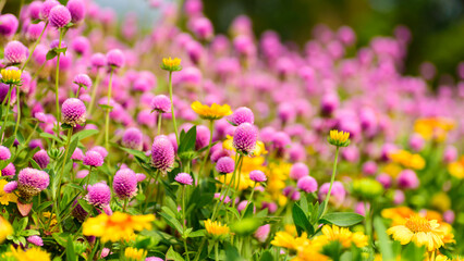 Naklejka premium Close up of beautiful pink flower blooming in garden in spring nature background