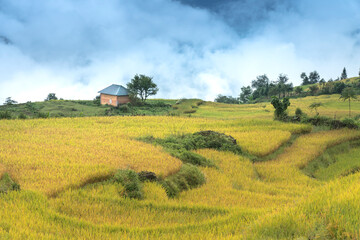 Paddy rice terraces with ripe yellow rice. Agricultural fields in countryside area of Mu Cang Chai, Yen Bai, mountain hills valley in Asia, Vietnam. Nature landscape background